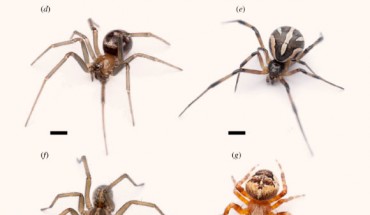 Photographs of worker ants of Myrmica rubra (a), Lasius niger (b) and Camponotus modoc (c) that were used to prepare test stimuli, and of subadult female spiders of Steatoda grossa (d), Latrodectus hesperus (e), Eratigena agrestis (f) and Araneus diadematus (g) that were tested in lab experiments. Scale bar - 1 mm. Image credit: Fischer et al., doi: 10.1098/rsos.210279.