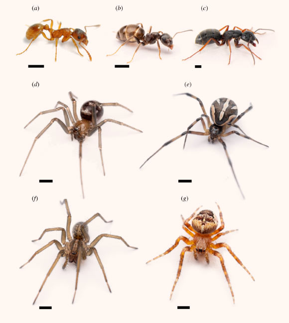Photographs of worker ants of Myrmica rubra (a), Lasius niger (b) and Camponotus modoc (c) that were used to prepare test stimuli, and of subadult female spiders of Steatoda grossa (d), Latrodectus hesperus (e), Eratigena agrestis (f) and Araneus diadematus (g) that were tested in lab experiments. Scale bar - 1 mm. Image credit: Fischer et al., doi: 10.1098/rsos.210279.