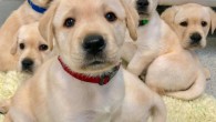 Genetic factors account for nearly half of variation in dog social skills. Image credit: Emily Bray / University of Arizona.