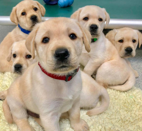 Genetic factors account for nearly half of variation in dog social skills. Image credit: Emily Bray / University of Arizona.