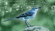 The mockingbird uses musical techniques like those of humans. Image credit: MPI for Empirical Aesthetics.