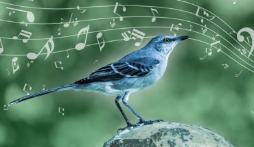 The mockingbird uses musical techniques like those of humans. Image credit: MPI for Empirical Aesthetics.