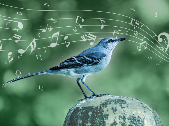 The mockingbird uses musical techniques like those of humans. Image credit: MPI for Empirical Aesthetics.