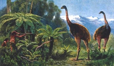 Moa browsed trees and shrubs within the forest understorey. Image credit: Heinrich Harder.