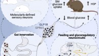 Borgmann et al. employed intersectional genetic manipulations to probe the feeding and glucoregulatory function of distinct sensory neurons; they reconstructed the gut innervation patterns of numerous molecularly defined vagal and spinal afferents and identified their downstream brain targets; bidirectional chemogenetic manipulations, coupled with behavioral and circuit mapping analysis, demonstrated that gut-innervating, glucagon-like peptide 1 receptor (GLP1R)-expressing vagal afferents relay anorexigenic signals to parabrachial nucleus neurons that control meal termination; moreover, GLP1R vagal afferent activation improved glucose tolerance, and their inhibition elevated blood glucose levels independent of food intake; in contrast, gut-innervating, GPR65-expressing vagal afferent stimulation increased hepatic glucose production and activated parabrachial neurons that control normoglycemia, but they were dispensable for feeding regulation. Image credit: Borgmann et al., doi: 10.1016/j.cmet.2021.05.002.