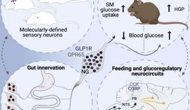Borgmann et al. employed intersectional genetic manipulations to probe the feeding and glucoregulatory function of distinct sensory neurons; they reconstructed the gut innervation patterns of numerous molecularly defined vagal and spinal afferents and identified their downstream brain targets; bidirectional chemogenetic manipulations, coupled with behavioral and circuit mapping analysis, demonstrated that gut-innervating, glucagon-like peptide 1 receptor (GLP1R)-expressing vagal afferents relay anorexigenic signals to parabrachial nucleus neurons that control meal termination; moreover, GLP1R vagal afferent activation improved glucose tolerance, and their inhibition elevated blood glucose levels independent of food intake; in contrast, gut-innervating, GPR65-expressing vagal afferent stimulation increased hepatic glucose production and activated parabrachial neurons that control normoglycemia, but they were dispensable for feeding regulation. Image credit: Borgmann et al., doi: 10.1016/j.cmet.2021.05.002.