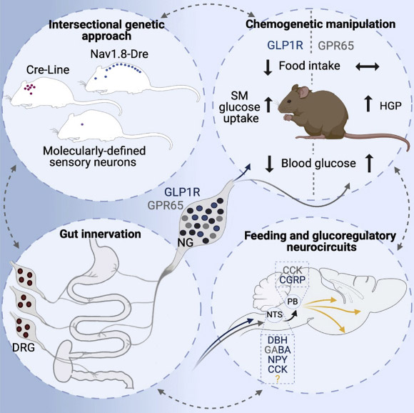 Borgmann et al. employed intersectional genetic manipulations to probe the feeding and glucoregulatory function of distinct sensory neurons; they reconstructed the gut innervation patterns of numerous molecularly defined vagal and spinal afferents and identified their downstream brain targets; bidirectional chemogenetic manipulations, coupled with behavioral and circuit mapping analysis, demonstrated that gut-innervating, glucagon-like peptide 1 receptor (GLP1R)-expressing vagal afferents relay anorexigenic signals to parabrachial nucleus neurons that control meal termination; moreover, GLP1R vagal afferent activation improved glucose tolerance, and their inhibition elevated blood glucose levels independent of food intake; in contrast, gut-innervating, GPR65-expressing vagal afferent stimulation increased hepatic glucose production and activated parabrachial neurons that control normoglycemia, but they were dispensable for feeding regulation. Image credit: Borgmann et al., doi: 10.1016/j.cmet.2021.05.002.