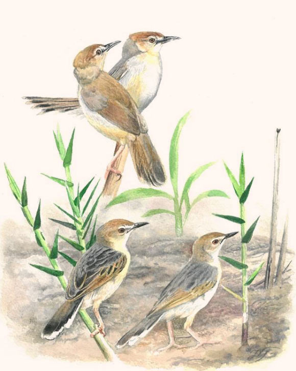 New species of Cisticola warblers from the Kilombero floodplain of Tanzania: at the top, Kilombero cisticola; at the bottom white-tailed cisticola; for both species, the bird in the front is painted after the type specimen while the bird behind is based on photos of birds in more worn plumages. Image credit: Jon Fjeldså.