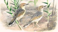 New species of Cisticola warblers from the Kilombero floodplain of Tanzania: at the top, Kilombero cisticola; at the bottom white-tailed cisticola; for both species, the bird in the front is painted after the type specimen while the bird behind is based on photos of birds in more worn plumages. Image credit: Jon Fjeldså.