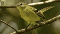 The Urich’s tyrannulet (Phyllomyias urichi), photographed on May 11, 2021. Image credit: David Ascanio.