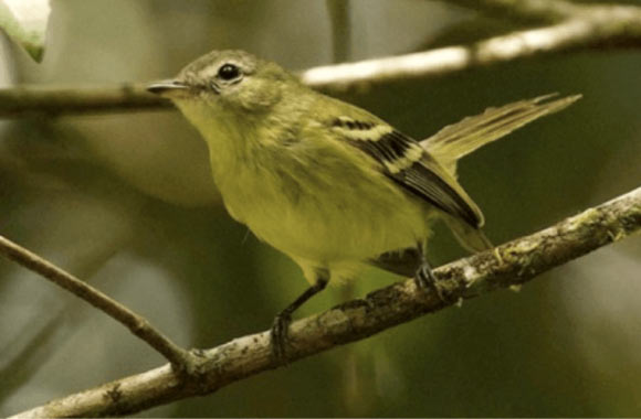 The Urich’s tyrannulet (Phyllomyias urichi), photographed on May 11, 2021. Image credit: David Ascanio.