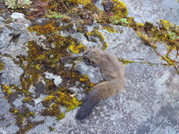 The Yunnan woolly flying squirrel (Eupetaurus nivamons). Image credit: Quan Li.