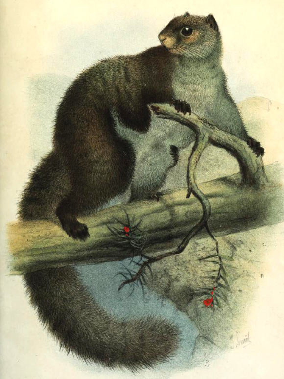 The western woolly flying squirrel (Eupetaurus cinereus). Image credit: Oldfield Thomas, Journal of the Asiatic Society of Bengal.