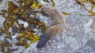The Yunnan woolly flying squirrel (Eupetaurus nivamons). Image credit: Quan Li.
