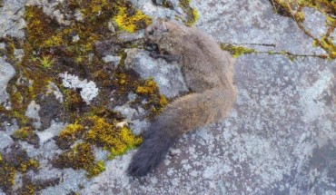 The Yunnan woolly flying squirrel (Eupetaurus nivamons). Image credit: Quan Li.