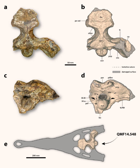 Gunggamarandu maunala, holotype: (a) photograph, and (b) annotated digital model of the cranium in dorsal views; (c) photograph, and (d) annotated digital model of the cranium in occipital views; (e) hypothetical outline of the skull of Gunggamarandu maunala in dorsal view, with the specimen depicted in its corresponding position. Image credit: Ristevski et al., doi: 10.1038/s41598-021-91717-y.