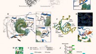 Ternary structure of Polθ on a DNA/RNA primer-template: (A) Polθ polymerase; (B) DNA/RNA extension by Polθ and PolθΔL; (C) structure of Polθ:DNA/RNA:ddGTP; (D) superposition of Polθ:DNA/RNA (marine) and Polθ:DNA/DNA (orange, 4x0q); the fingers and thumb subdomains undergo reconfiguration; (E) superposition of Polθ:DNA/RNA (marine) and Polθ:DNA/DNA (orange, 4x0q) highlighting a 12-Å shift of K2181 (blue box; thumb) and a 4.4-Å shift of E2246 (gray box; palm); (F) superposition of nucleic acids and ddGTP from Polθ:DNA/RNA:ddGTP and Polθ:DNA/DNA:ddGTP structures; (G) top: electron density of ddGTP and 3′ primer terminus in Polθ:DNA/RNA structure; bottom: zoomed-in image of the superposition of active sites, illustrating a different conformation of ddGTP in the Polθ:DNA/RNA (blue) and Polθ:DNA/DNA (salmon) complexes; (H) interactions between ribose 2’-hydroxyl groups of the RNA template and residues in the Polθ:DNA/RNA structure; red dashed lines, hydrogen bonds; (I) DNA/RNA used for cocrystallization with Polθ and ddGTP (top); strong electron density is present for four base pairs [nucleotides located at positions 2 to 5 (underlined) of the DNA/RNA] and two base pairs resulting from an incorporated ddGMP (2’,3’ dideoxyguanosine monophosphate) (green; position 1) and a bound unincorporated ddGTP (red; position 0) in the active site (top); interactions between Polθ and nucleic acids in Polθ:DNA/RNA:ddGTP (bottom); interactions between residues and phosphate backbone, sugar oxygen, or nucleobase are shown in blue, yellow, and green, respectively; hydrogen bonds between Polθ and ribose 2’-hydroxyl groups are indicated (boxed residues); (J) interactions between Polθ and nucleic acids in Polθ:DNA/DNA:ddGTP (4x0q); color scheme identical to (I). Image credit: Chandramouly et al., doi: 10.1126/sciadv.abf1771.