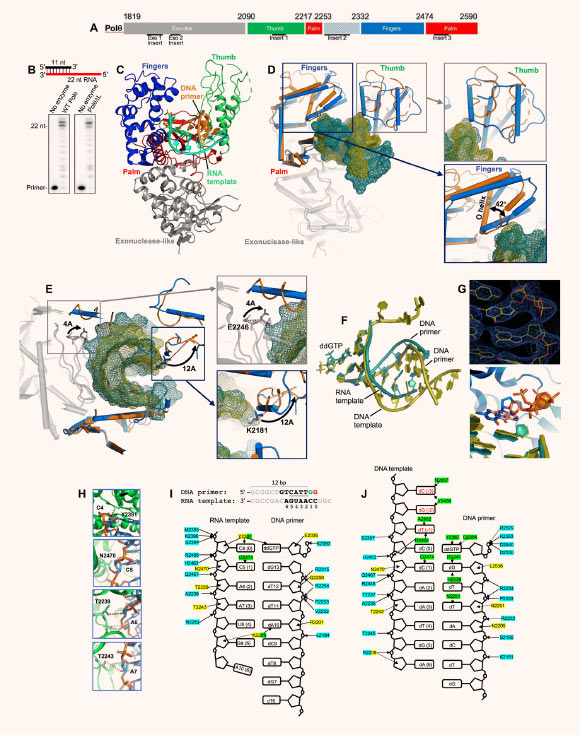 Ternary structure of Polθ on a DNA/RNA primer-template: (A) Polθ polymerase; (B) DNA/RNA extension by Polθ and PolθΔL; (C) structure of Polθ:DNA/RNA:ddGTP; (D) superposition of Polθ:DNA/RNA (marine) and Polθ:DNA/DNA (orange, 4x0q); the fingers and thumb subdomains undergo reconfiguration; (E) superposition of Polθ:DNA/RNA (marine) and Polθ:DNA/DNA (orange, 4x0q) highlighting a 12-Å shift of K2181 (blue box; thumb) and a 4.4-Å shift of E2246 (gray box; palm); (F) superposition of nucleic acids and ddGTP from Polθ:DNA/RNA:ddGTP and Polθ:DNA/DNA:ddGTP structures; (G) top: electron density of ddGTP and 3′ primer terminus in Polθ:DNA/RNA structure; bottom: zoomed-in image of the superposition of active sites, illustrating a different conformation of ddGTP in the Polθ:DNA/RNA (blue) and Polθ:DNA/DNA (salmon) complexes; (H) interactions between ribose 2’-hydroxyl groups of the RNA template and residues in the Polθ:DNA/RNA structure; red dashed lines, hydrogen bonds; (I) DNA/RNA used for cocrystallization with Polθ and ddGTP (top); strong electron density is present for four base pairs [nucleotides located at positions 2 to 5 (underlined) of the DNA/RNA] and two base pairs resulting from an incorporated ddGMP (2’,3’ dideoxyguanosine monophosphate) (green; position 1) and a bound unincorporated ddGTP (red; position 0) in the active site (top); interactions between Polθ and nucleic acids in Polθ:DNA/RNA:ddGTP (bottom); interactions between residues and phosphate backbone, sugar oxygen, or nucleobase are shown in blue, yellow, and green, respectively; hydrogen bonds between Polθ and ribose 2’-hydroxyl groups are indicated (boxed residues); (J) interactions between Polθ and nucleic acids in Polθ:DNA/DNA:ddGTP (4x0q); color scheme identical to (I). Image credit: Chandramouly et al., doi: 10.1126/sciadv.abf1771.