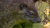 Dendrohyrax interfluvialis. Image credit: Oates et al., doi: 10.1093/zoolinnean/zlab029.