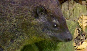 Dendrohyrax interfluvialis. Image credit: Oates et al., doi: 10.1093/zoolinnean/zlab029.