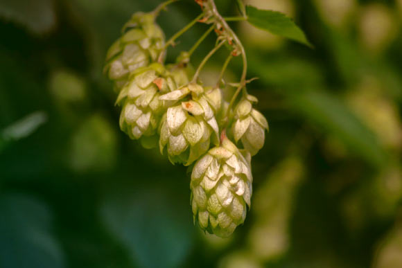 Hops (Humulus lupulus). Image credit: Elisa Klickblick.