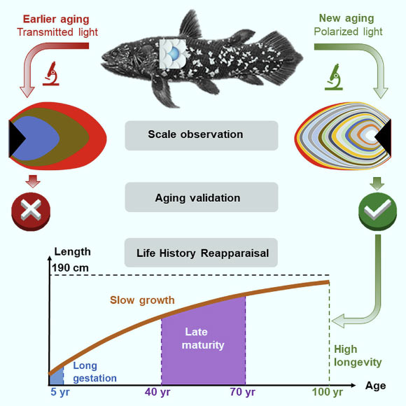 Like deep-sea sharks with a reduced metabolism, the coelacanth has among the slowest growth for its size. Image credit: Mahé et al., doi: 10.1016/j.cub.2021.05.054.