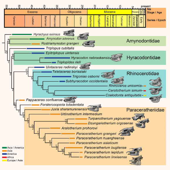 Phylogenetic relationship of giant rhinos. Image credit: Deng et al., doi: 10.1038/s42003-021-02170-6.
