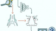 Arneodo et al. demonstrate the possibilities of a future speech prosthesis for humans. Image credit: Arneodo et al., doi: 10.1016/j.cub.2021.05.035.