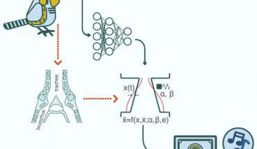 Arneodo et al. demonstrate the possibilities of a future speech prosthesis for humans. Image credit: Arneodo et al., doi: 10.1016/j.cub.2021.05.035.