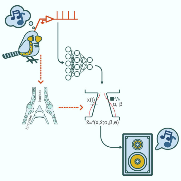 Arneodo et al. demonstrate the possibilities of a future speech prosthesis for humans. Image credit: Arneodo et al., doi: 10.1016/j.cub.2021.05.035.