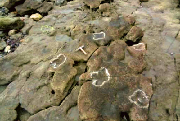 The 110-million-year-old dinosaur footprints in Folkestone, Kent, southern England. Image credit: Hadland et al., doi: 10.1016/j.pgeola.2021.04.005.