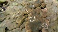 The 110-million-year-old dinosaur footprints in Folkestone, Kent, southern England. Image credit: Hadland et al., doi: 10.1016/j.pgeola.2021.04.005.