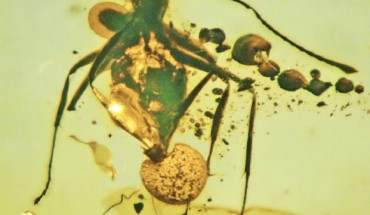 Allocordyceps baltica is coming out of the ant’s rectum, and vegetative part of the fungus is emerging from its abdomen and neck. Image credit: George Poinar Jr., Oregon State University.