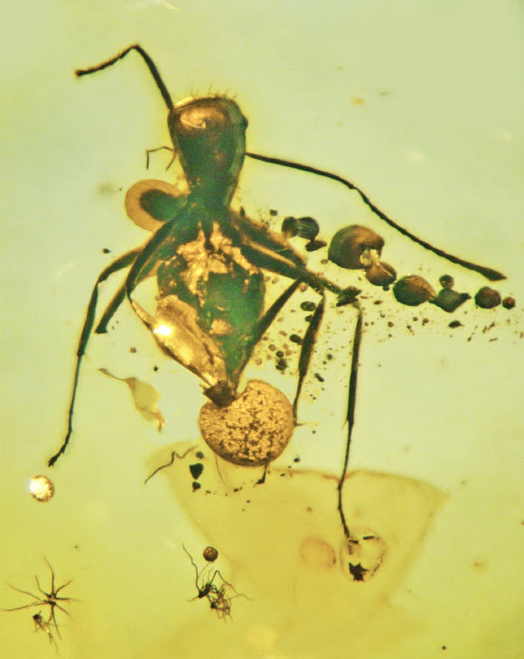 Allocordyceps baltica is coming out of the ant’s rectum, and vegetative part of the fungus is emerging from its abdomen and neck. Image credit: George Poinar Jr., Oregon State University.