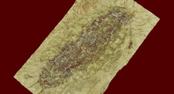 3D rendering of Oxyuropoda ligioides obtained using digital microscopy. Image credit: N. Robin.