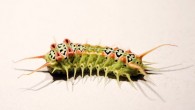 The mottled cup moth caterpillar (Doratifera vulnerans). Image credit: Jiayi Jin.