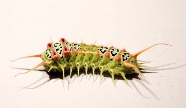 The mottled cup moth caterpillar (Doratifera vulnerans). Image credit: Jiayi Jin.