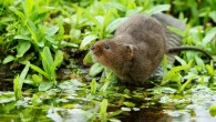 The European water vole (Arvicola amphibius). Image credit: Peter Trimming / CC BY 2.0.