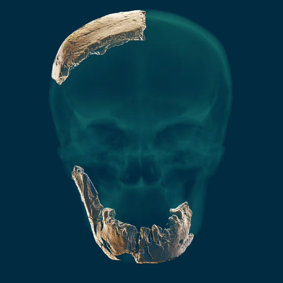 The fossilized remains of the Nesher Ramla hominin. Image credit: Tel Aviv University.