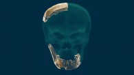 The fossilized remains of the Nesher Ramla hominin. Image credit: Tel Aviv University.
