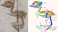 The Early Cretaceous enantiornithine bird from Liaoning province, China: (a) photograph; (b) digital reconstruction. Abbreviations: at - atlas, ca - caudal vertebrae, ce - cervical vertebrae, dt - distal tarsals, lfe - left femur, lil - left ilium, lis - left ischium, lpu - left pubis, mt II-IV - metatarsals II to IV, pd II-IV - pedal digits II to IV, ph - proximal phalanx of hallux, pt - proximal tarsals, py - pygostyle, rb - rib, rfe - right femur, rfi - right fibula, ril - right ilium, ris - right ischium, rpu - right pubis, rti - right tibia, sk - skull, sv - sacral vertebra, tv - thoracic vertebrae. Scale bars - 10 mm. Image credit: Wang et al., doi: 10.1038/s41467-021-24147-z.