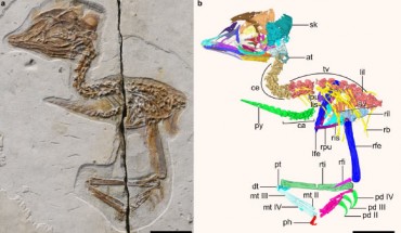 The Early Cretaceous enantiornithine bird from Liaoning province, China: (a) photograph; (b) digital reconstruction. Abbreviations: at - atlas, ca - caudal vertebrae, ce - cervical vertebrae, dt - distal tarsals, lfe - left femur, lil - left ilium, lis - left ischium, lpu - left pubis, mt II-IV - metatarsals II to IV, pd II-IV - pedal digits II to IV, ph - proximal phalanx of hallux, pt - proximal tarsals, py - pygostyle, rb - rib, rfe - right femur, rfi - right fibula, ril - right ilium, ris - right ischium, rpu - right pubis, rti - right tibia, sk - skull, sv - sacral vertebra, tv - thoracic vertebrae. Scale bars - 10 mm. Image credit: Wang et al., doi: 10.1038/s41467-021-24147-z.