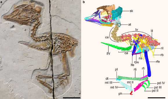The Early Cretaceous enantiornithine bird from Liaoning province, China: (a) photograph; (b) digital reconstruction. Abbreviations: at - atlas, ca - caudal vertebrae, ce - cervical vertebrae, dt - distal tarsals, lfe - left femur, lil - left ilium, lis - left ischium, lpu - left pubis, mt II-IV - metatarsals II to IV, pd II-IV - pedal digits II to IV, ph - proximal phalanx of hallux, pt - proximal tarsals, py - pygostyle, rb - rib, rfe - right femur, rfi - right fibula, ril - right ilium, ris - right ischium, rpu - right pubis, rti - right tibia, sk - skull, sv - sacral vertebra, tv - thoracic vertebrae. Scale bars - 10 mm. Image credit: Wang et al., doi: 10.1038/s41467-021-24147-z.