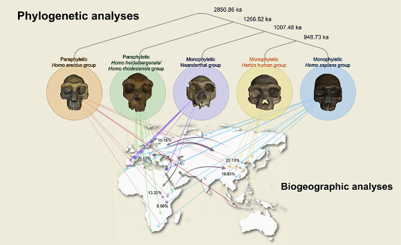 The Harbin cranium throws new light on debates concerning the diversification of the Homo genus and the origin of Homo sapiens. Image credit: Ni et al., doi: 10.1016/j.xinn.2021.100130.