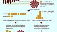Souilmi et al. apply evolutionary analyses to human genomic datasets to recover selection events involving tens of human genes that interact with coronaviruses, including SARS-CoV-2, that likely started more than 20,000 years ago. Image credit: Souilmi et al., doi: 10.1016/j.cub.2021.05.067.
