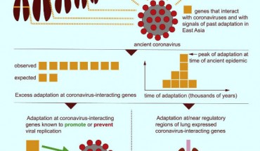 Souilmi et al. apply evolutionary analyses to human genomic datasets to recover selection events involving tens of human genes that interact with coronaviruses, including SARS-CoV-2, that likely started more than 20,000 years ago. Image credit: Souilmi et al., doi: 10.1016/j.cub.2021.05.067.