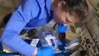 Astronaut Christina Koch plating Saccharomyces cerevisiae following transformation. Image credit: NASA.