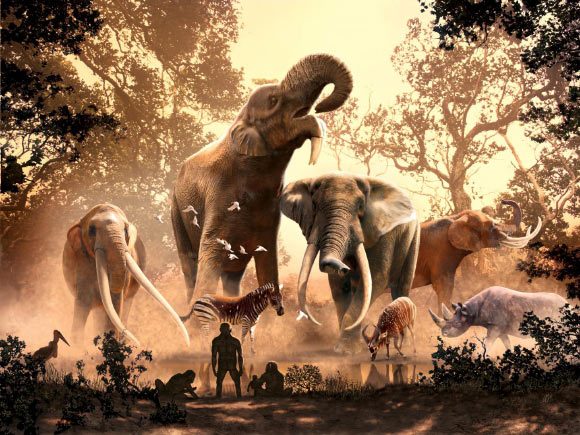 Dusk falls on East Africa’s Turkana Basin 4 million years ago, where our early upright-walking ape ancestors, Australopithecus anamensis (foreground), shared their habitat with several co-existing proboscidean species, as part of a spectacular herbivore community containing some progenitors of today’s charismatic East African animals. Background (left to right): Anancus ultimus, last of the African mastodonts; Deinotherium bozasi, colossal herbivore as tall as a giraffe; Loxodonta adaurora, gigantic extinct cousin of modern African elephants, alongside the closely-related, smaller Loxodonta exoptata. Middle ground (left to right): Eurygnathohippus turkanense, zebra-sized three-hoofed horse; Tragelaphus kyaloae, a forerunner of the nyala and kudu antelopes; Diceros praecox, an ancestor of the modern black rhino. Image credit: Julius Csotonyi.