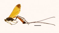 Dolichomitus meii, holotype, female; habitus in lateral view. Scale bar - 5 mm. Image credit: Di Giovanni et al., doi: 10.3897/BDJ.9.e67438.