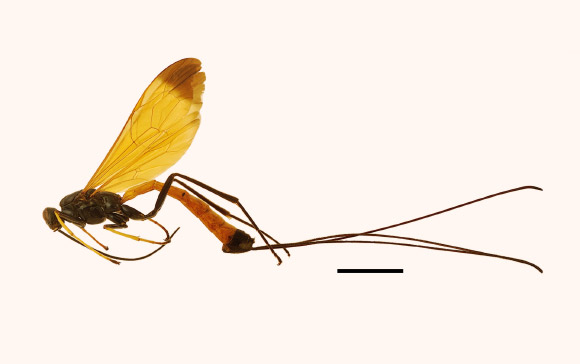 Dolichomitus meii, holotype, female; habitus in lateral view. Scale bar - 5 mm. Image credit: Di Giovanni et al., doi: 10.3897/BDJ.9.e67438.